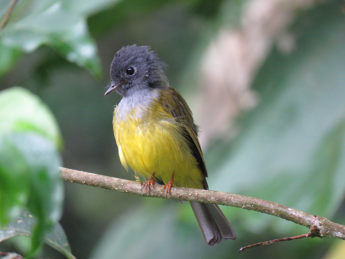 Gray-headed Canary-Flycatcher - Krishnamoorthy Muthirulan