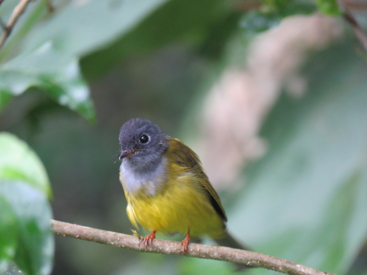 Gray-headed Canary-Flycatcher - Krishnamoorthy Muthirulan