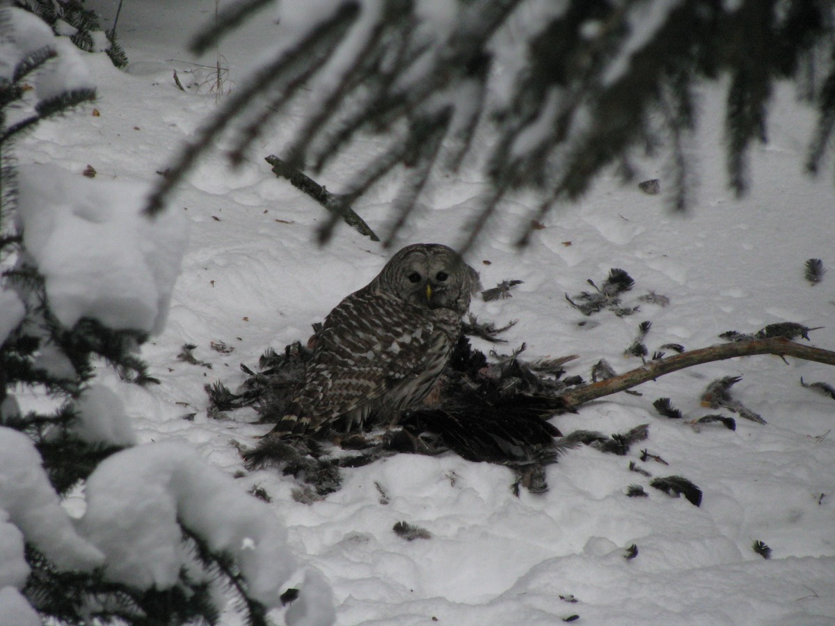 Barred Owl - ML22828231