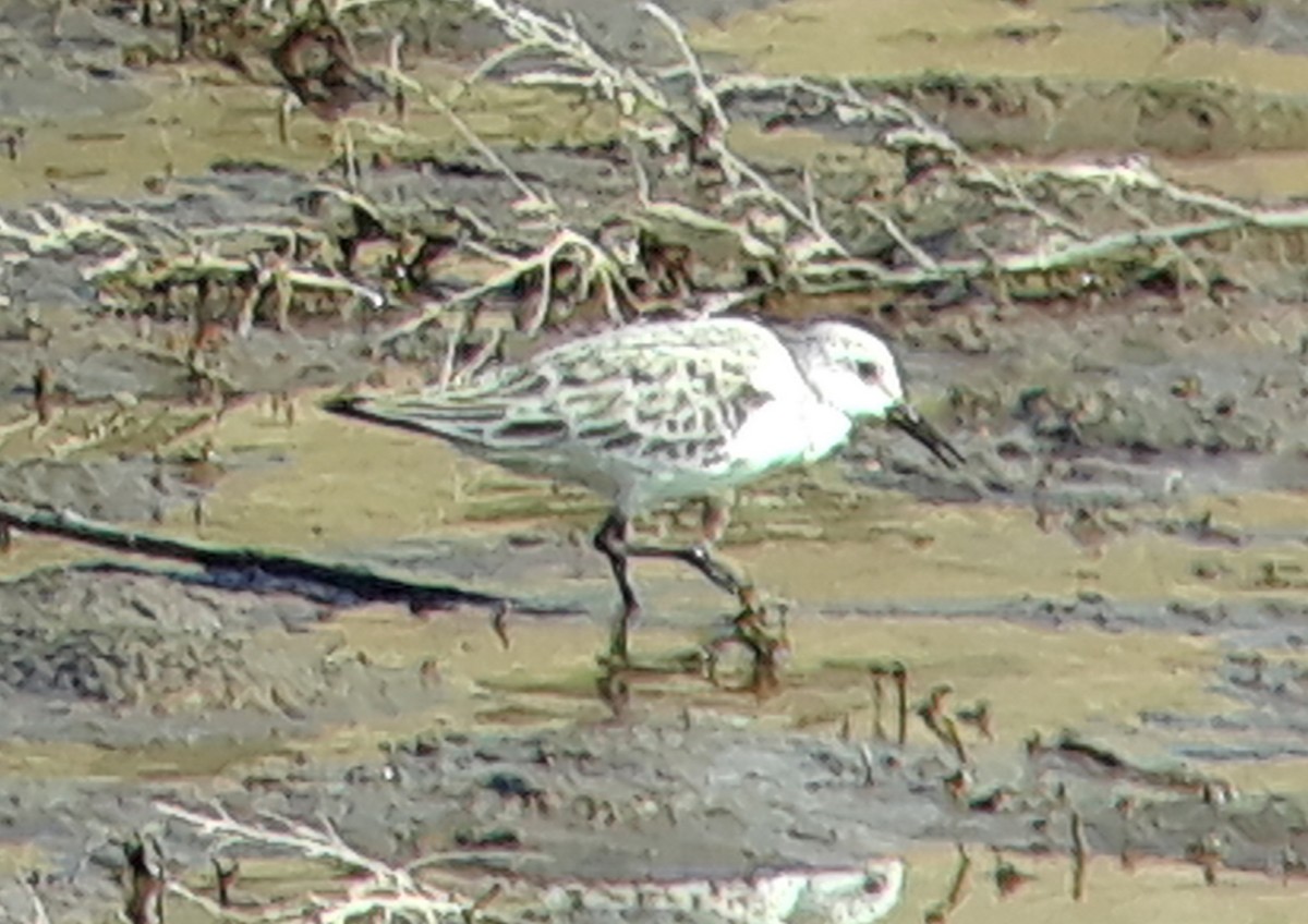 Sanderling - ML228282311