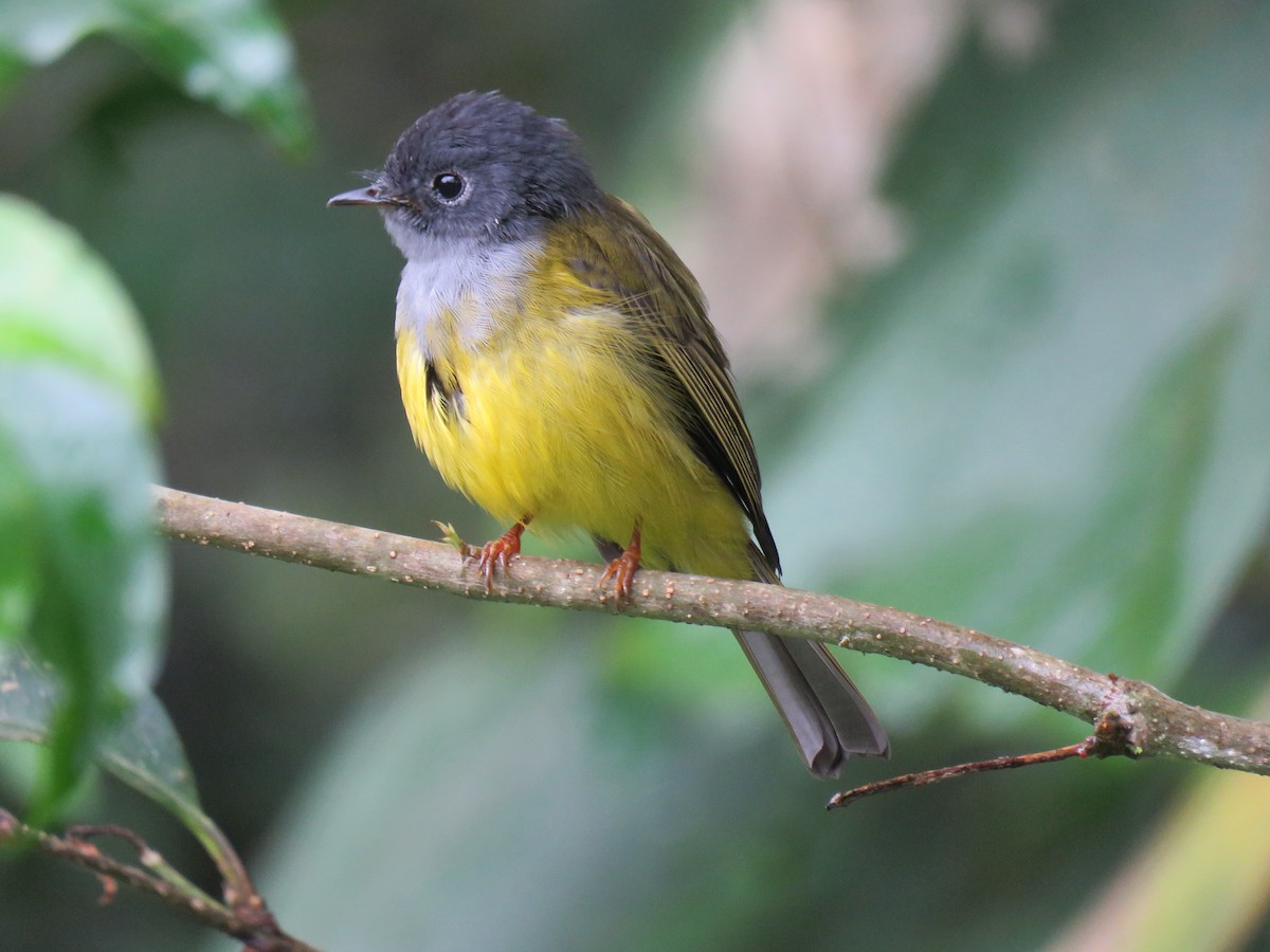 Gray-headed Canary-Flycatcher - ML228282321