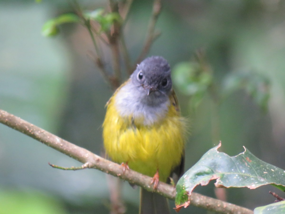 Gray-headed Canary-Flycatcher - ML228282681