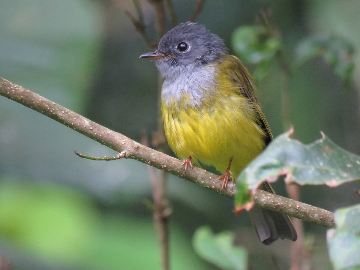 Gray-headed Canary-Flycatcher - ML228283051