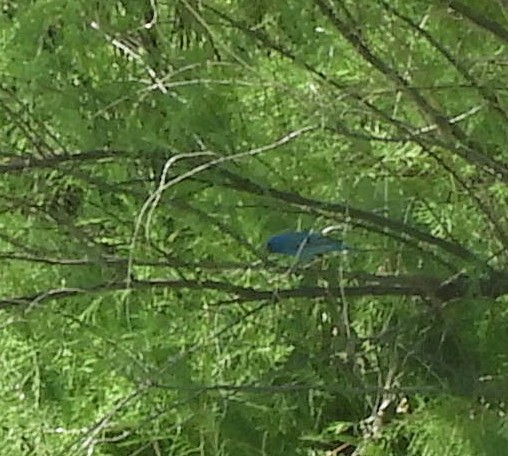 Indigo Bunting - ML228285581