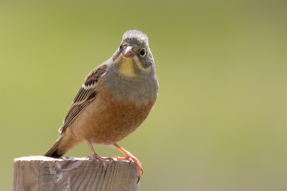 Ortolan Bunting - Göktuğ  Güzelbey