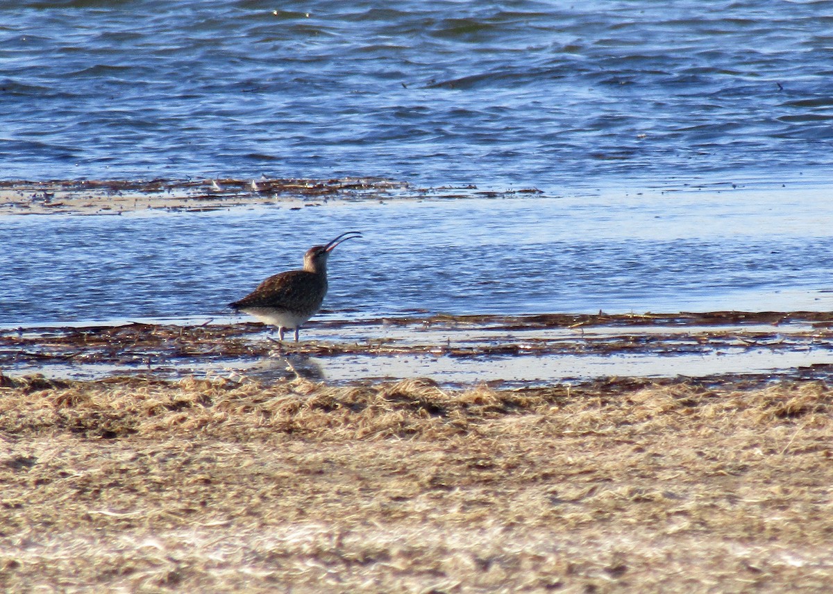 Whimbrel - Al Zerbe