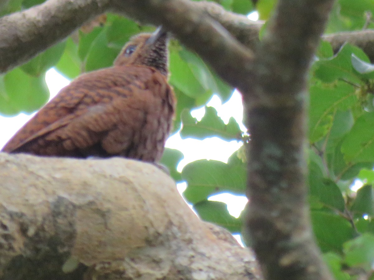 Rufous Woodpecker - ML228287011