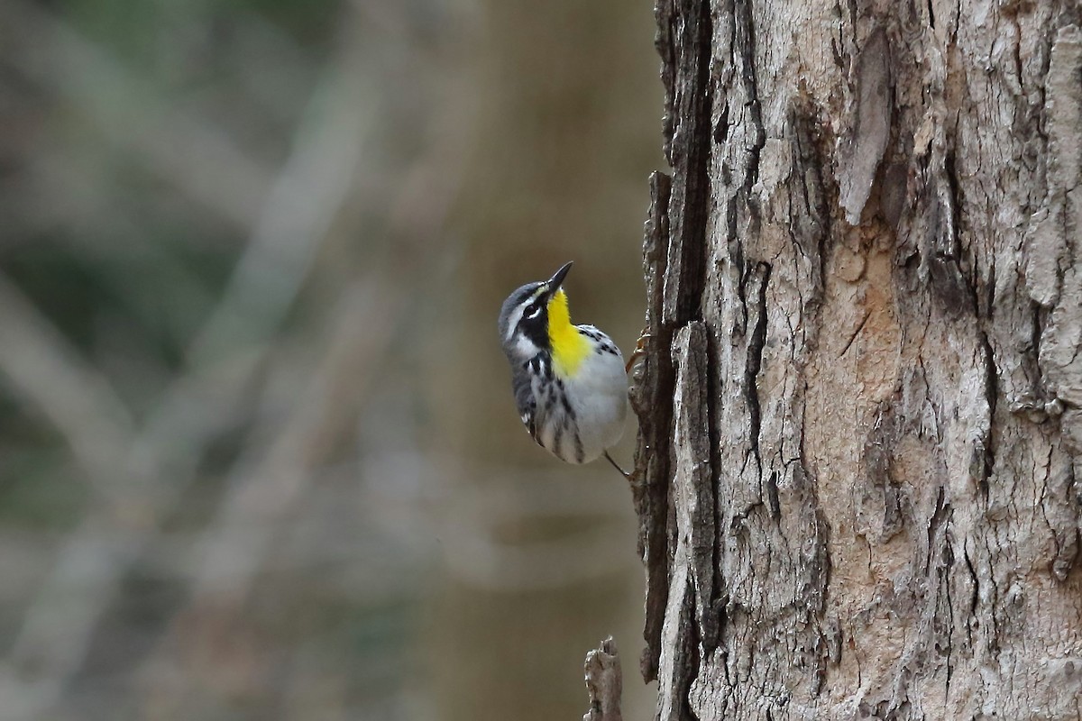 Yellow-throated Warbler - Connor  Vara