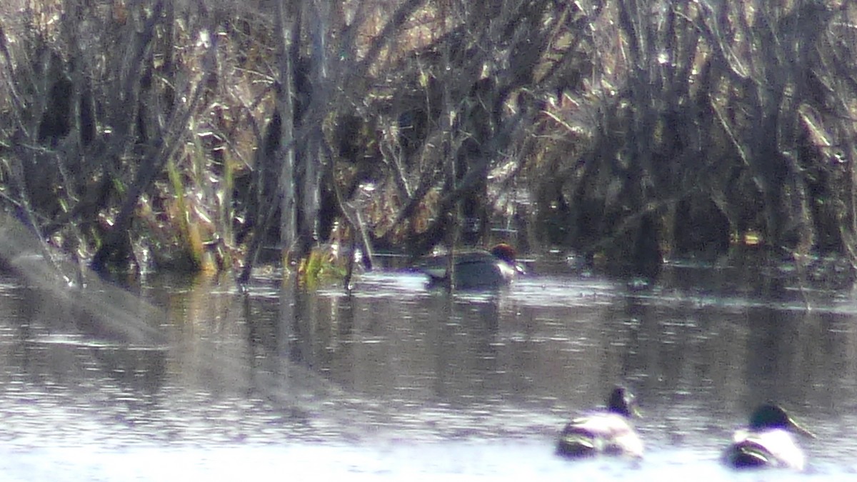 Green-winged Teal - André Labelle