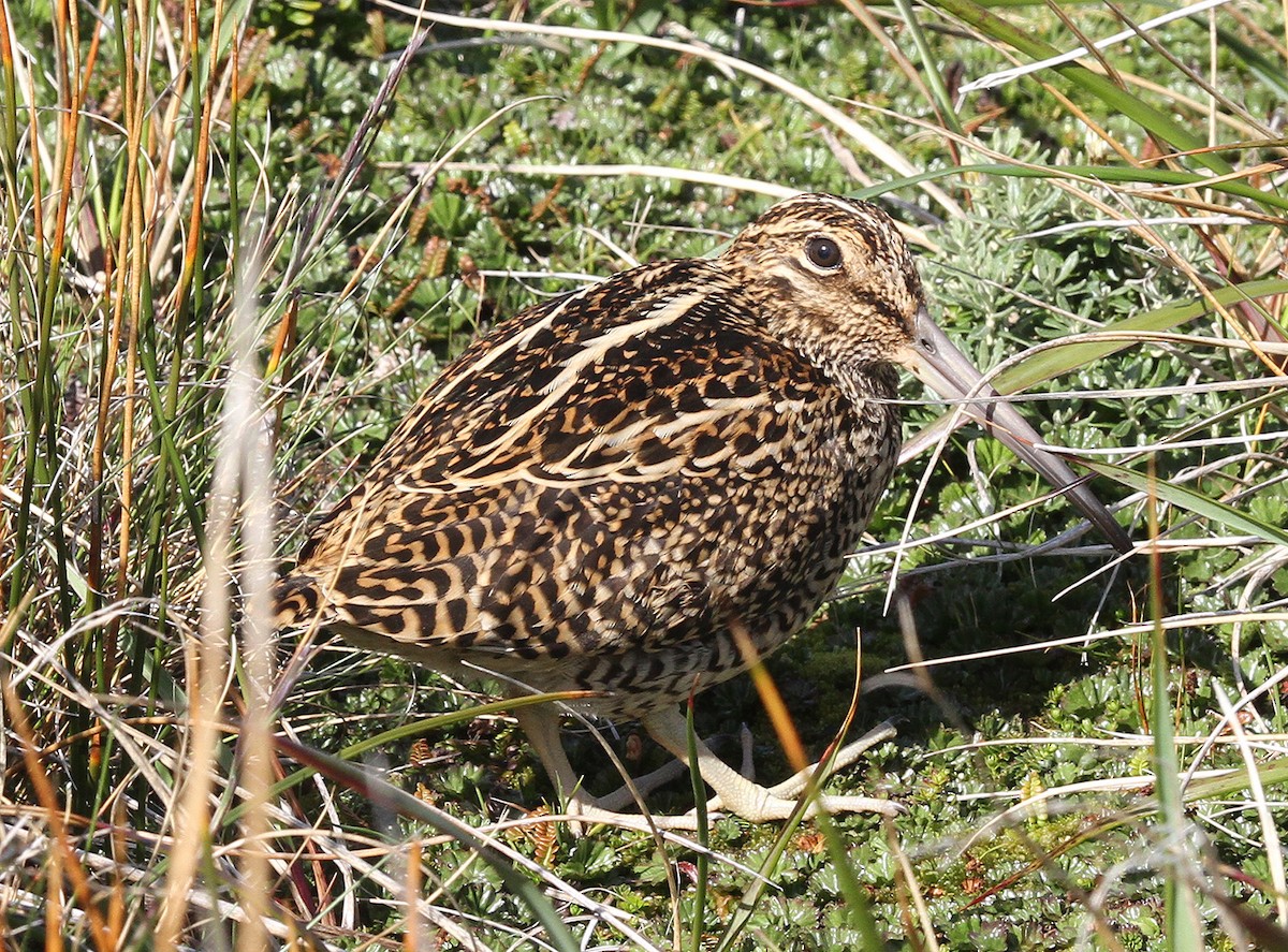 Fuegian Snipe - ML22828771