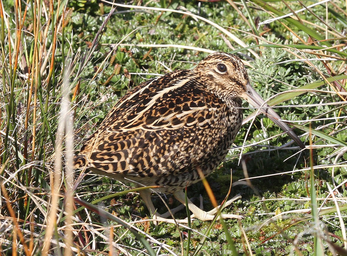 Bécassine de Strickland - ML22828771