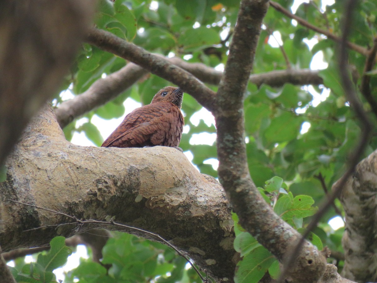 Rufous Woodpecker - ML228288261