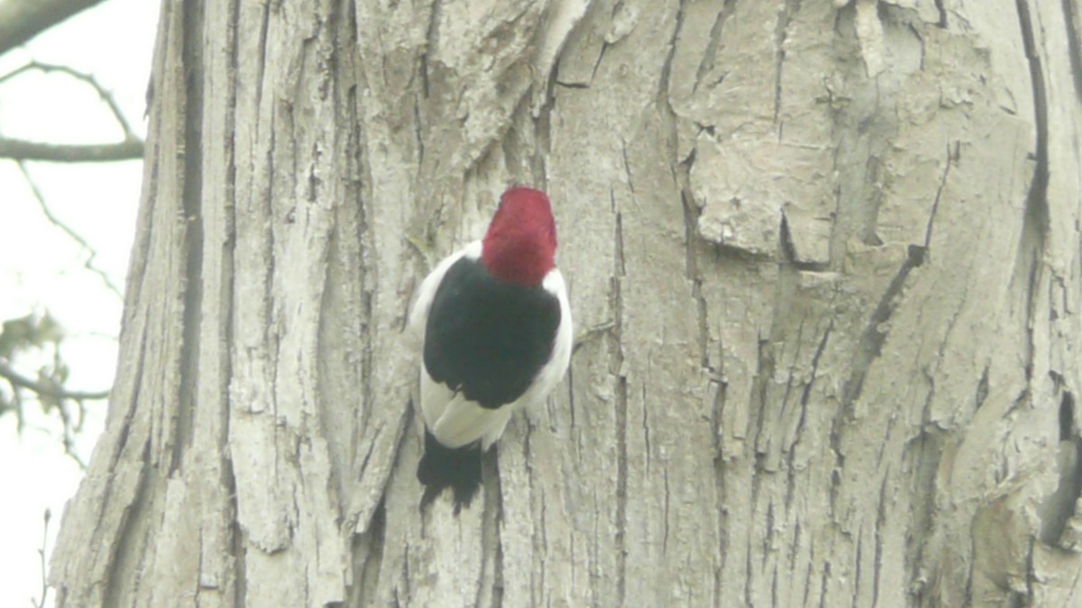 Red-headed Woodpecker - ML22828841