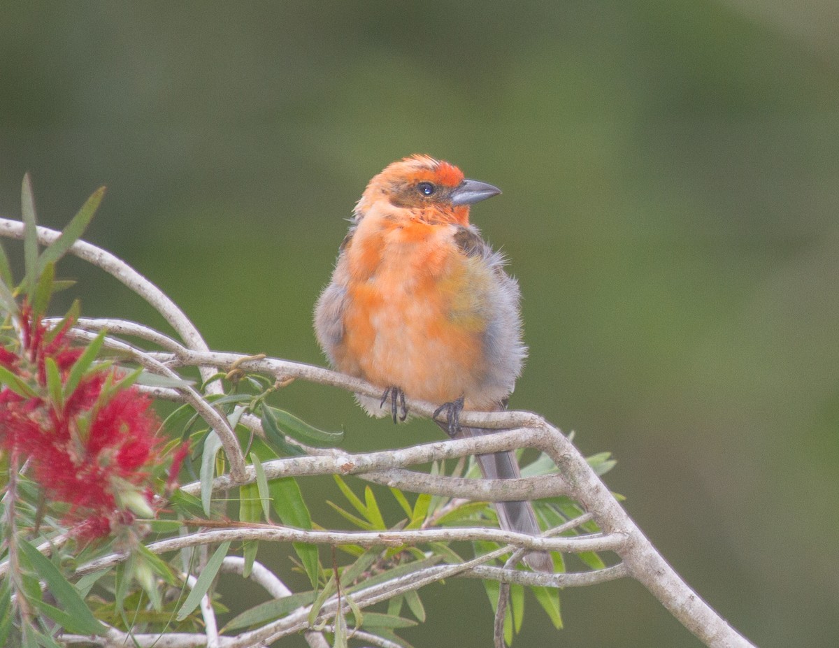 Hepatic Tanager - ML228288461