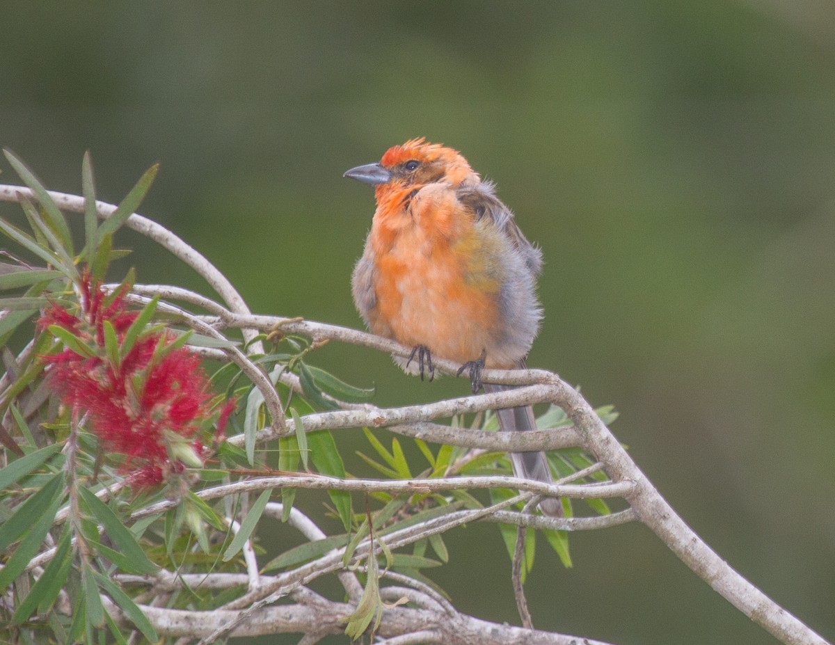 Hepatic Tanager - ML228288681