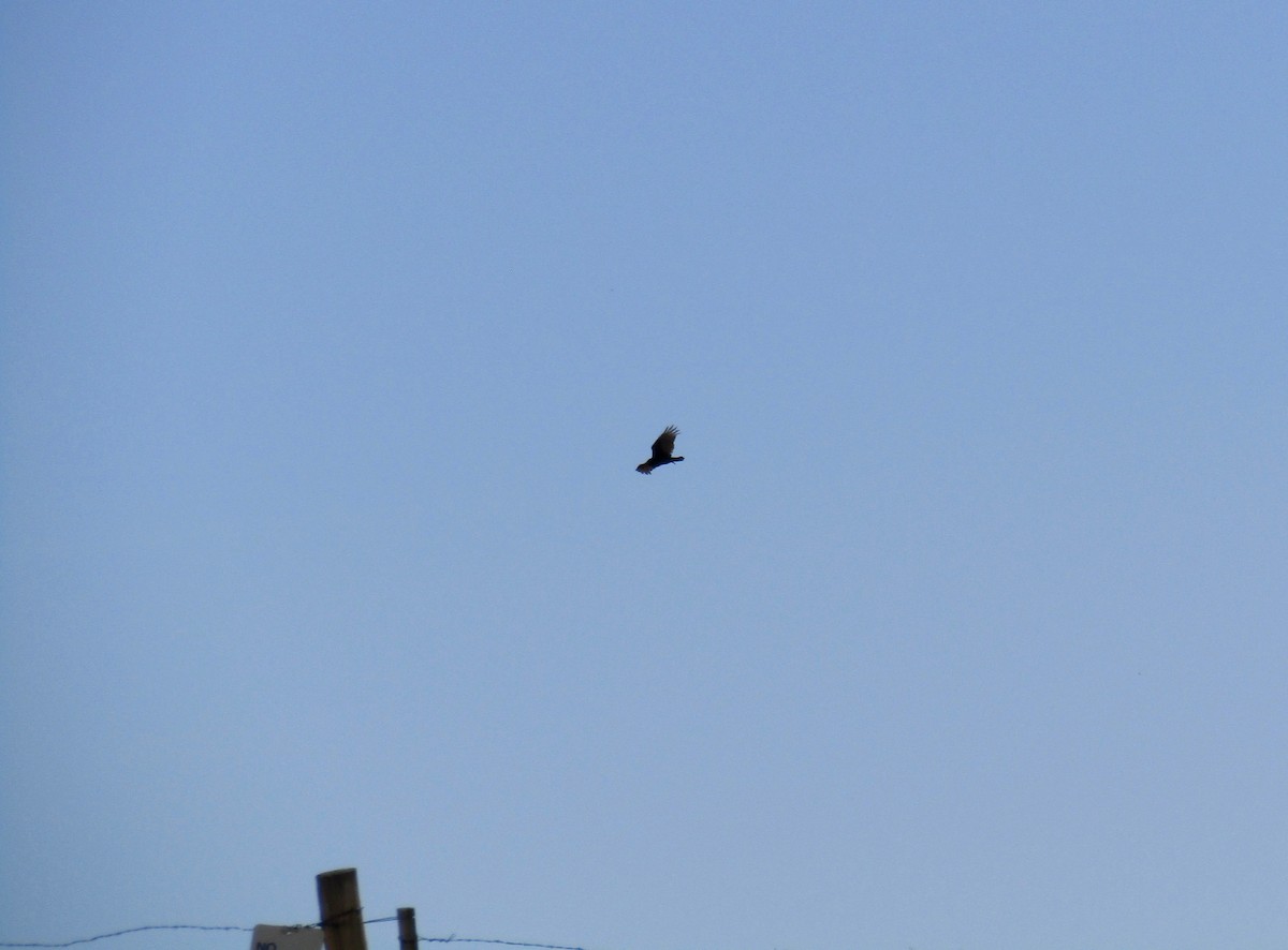 Turkey Vulture - ML228289101