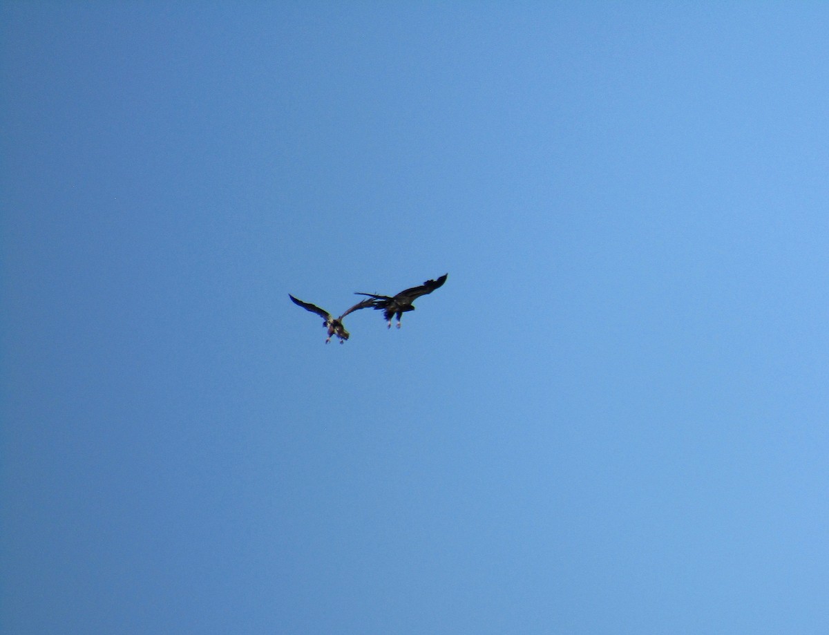 Bald Eagle - Al Zerbe