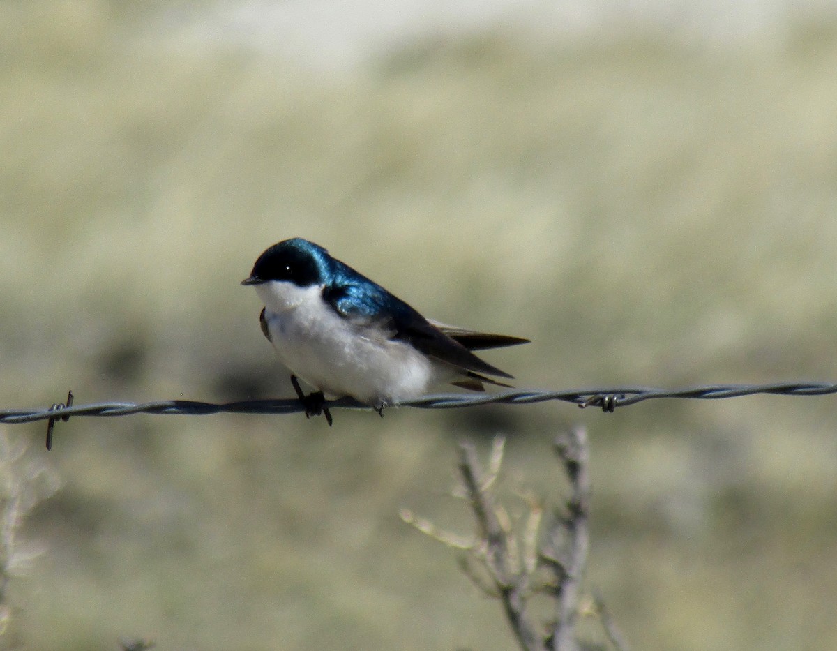 Golondrina Bicolor - ML228289641