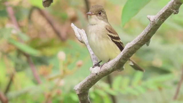 Alder Flycatcher - ML228289721