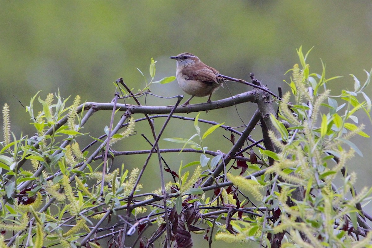 Carolina Wren - Vickie Baily