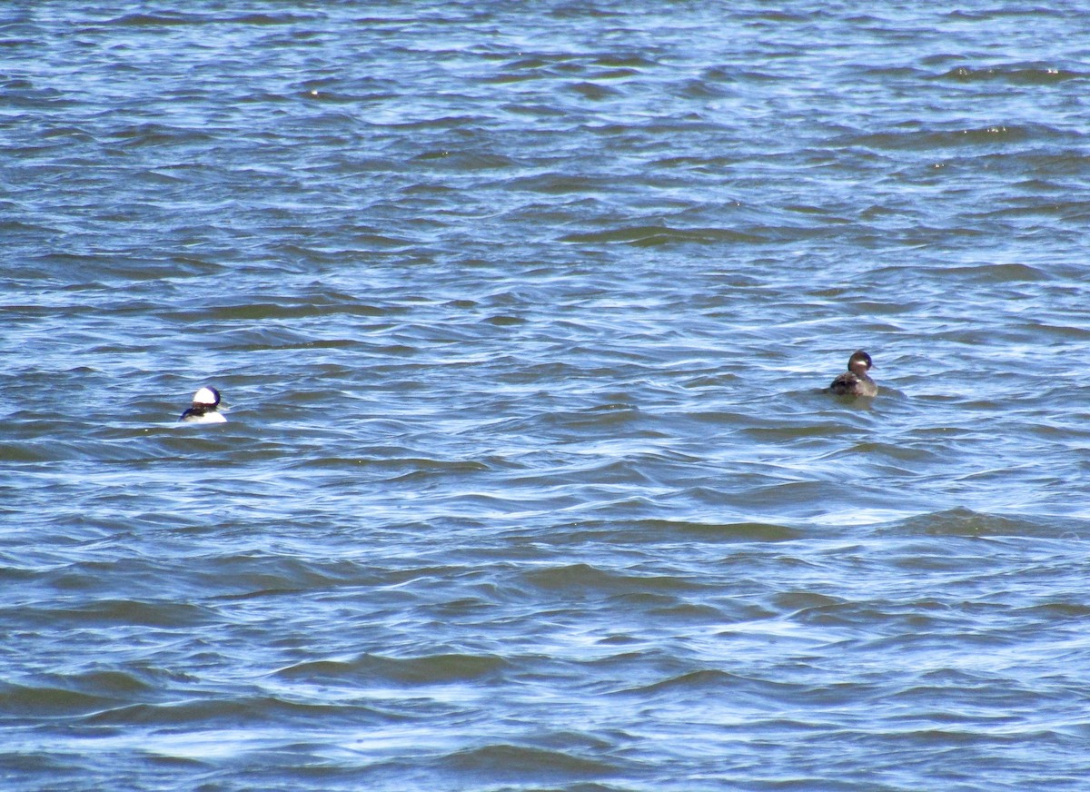 Bufflehead - ML228290521