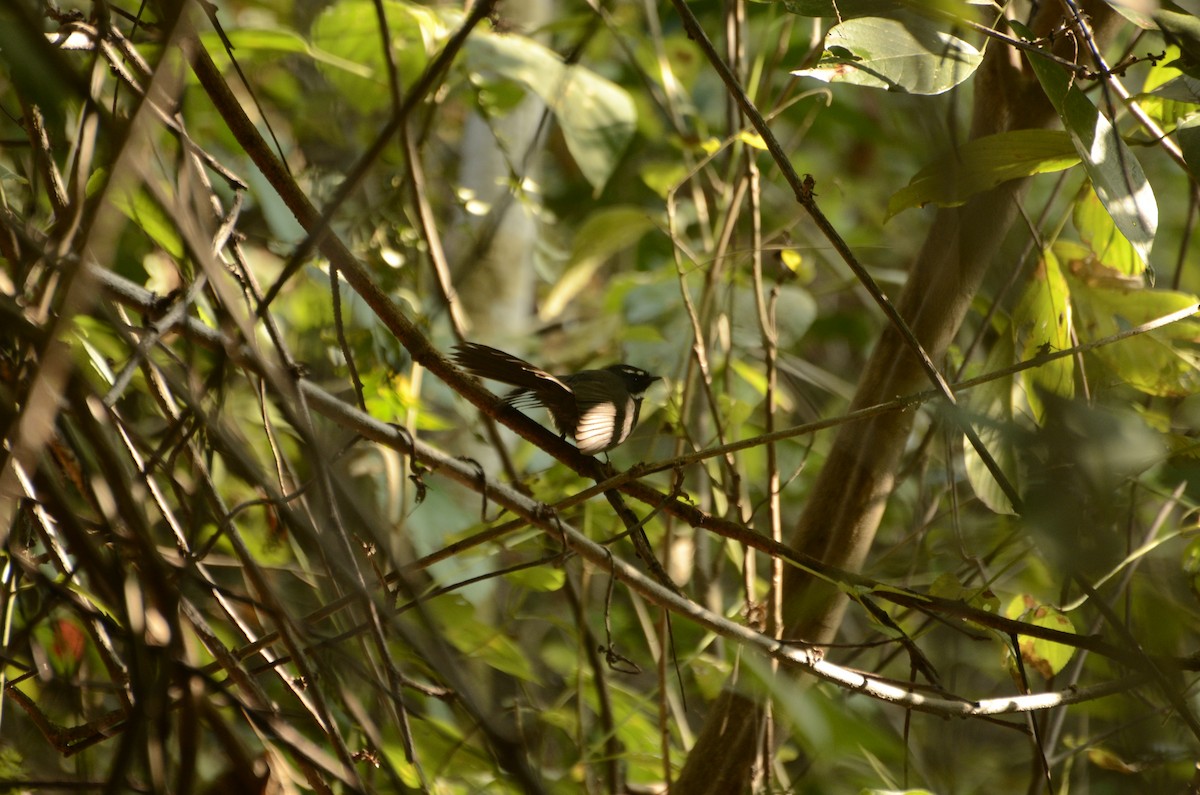 White-throated Fantail - ML228291101
