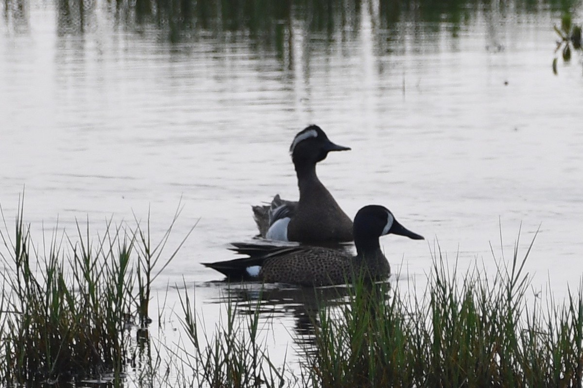 Garganey - Erik Atwell