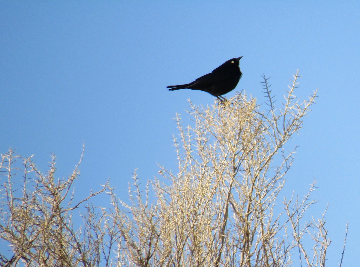 Brewer's Blackbird - Al Zerbe