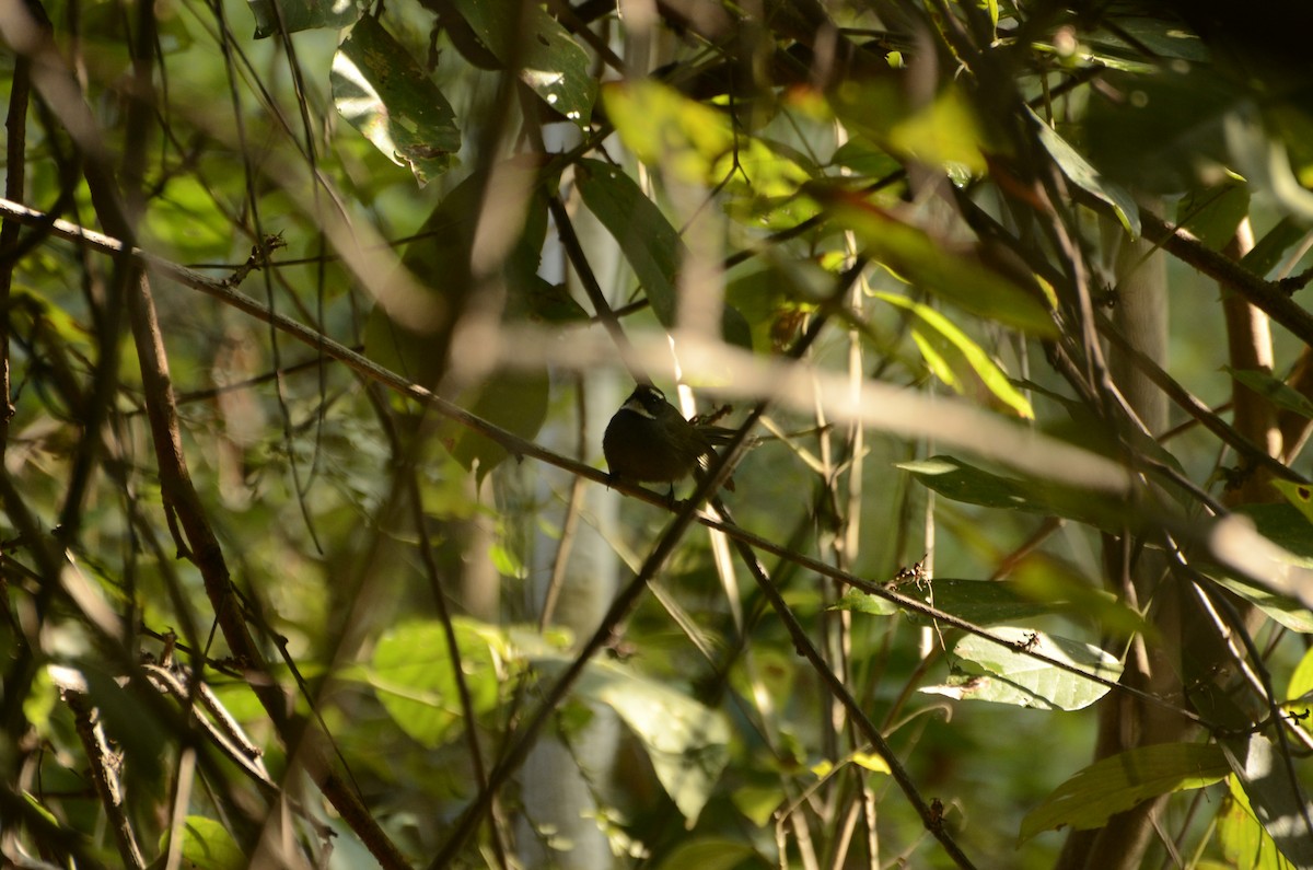 White-throated Fantail - ML228291831
