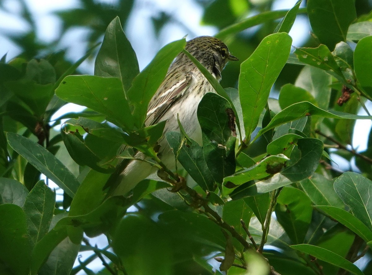 Blackpoll Warbler - ML228292401