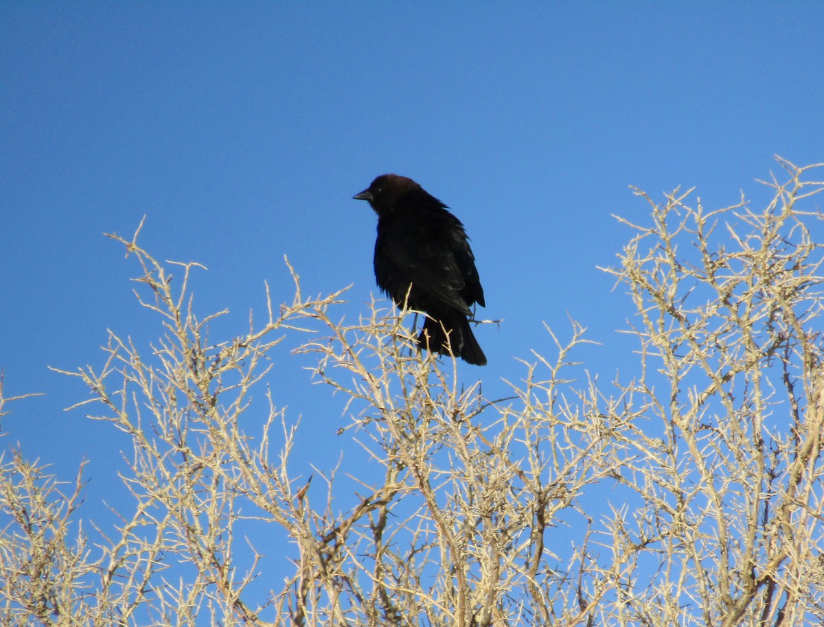 Brown-headed Cowbird - ML228292441