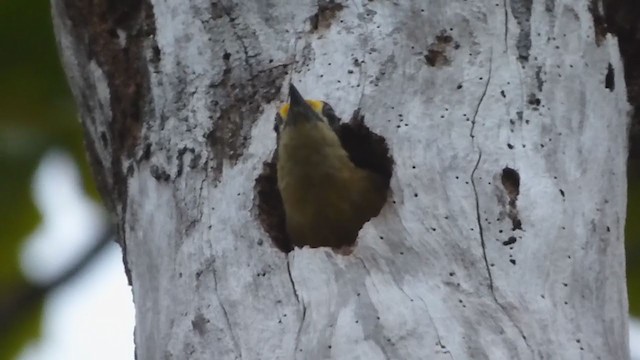 Golden-naped Woodpecker - ML228294171