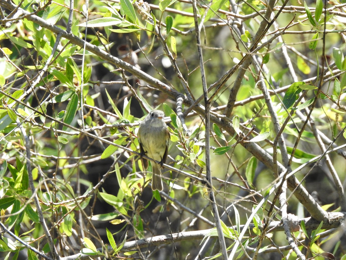 Gray Flycatcher - ML228295381