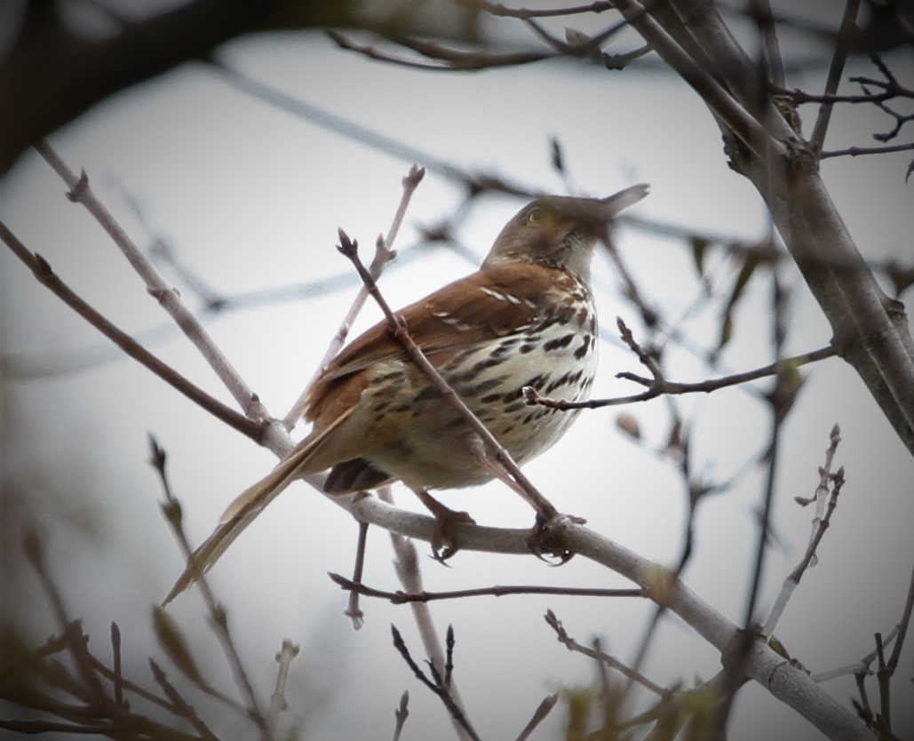 Brown Thrasher - ML228295581