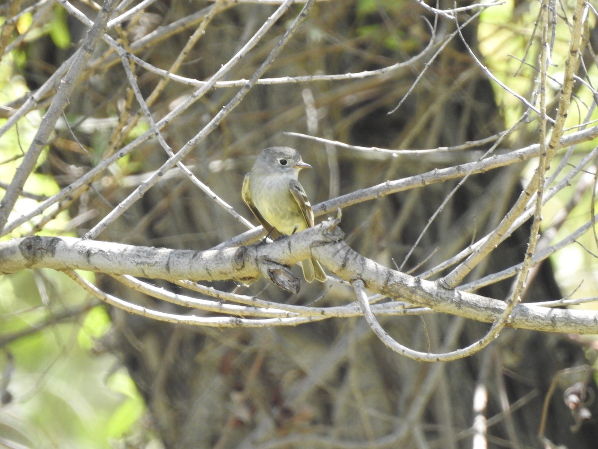 Gray Flycatcher - ML228295601