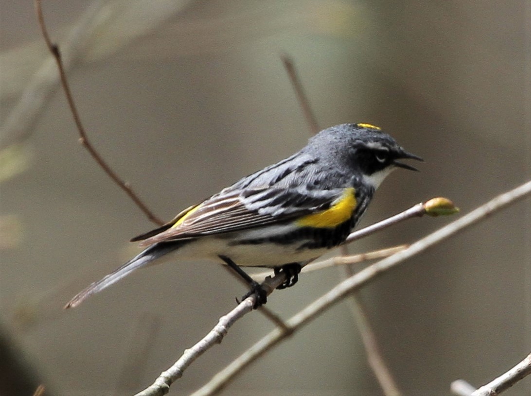 Yellow-rumped Warbler - ML228295801