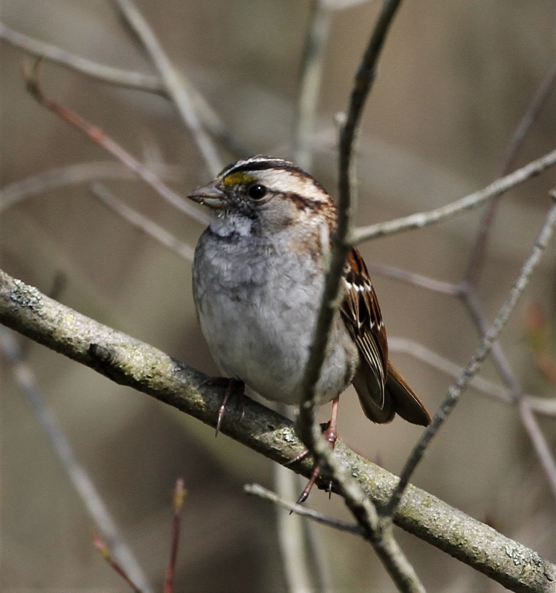 White-throated Sparrow - ML228296271