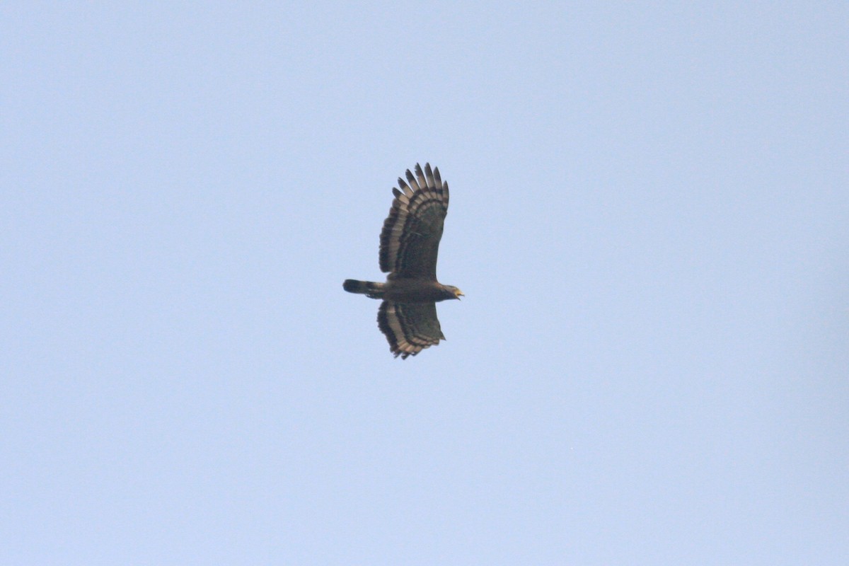 Crested Serpent-Eagle - ML228297511