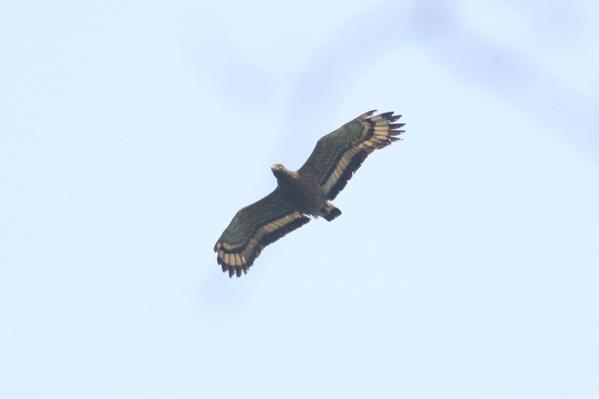 Crested Serpent-Eagle - ML228297551