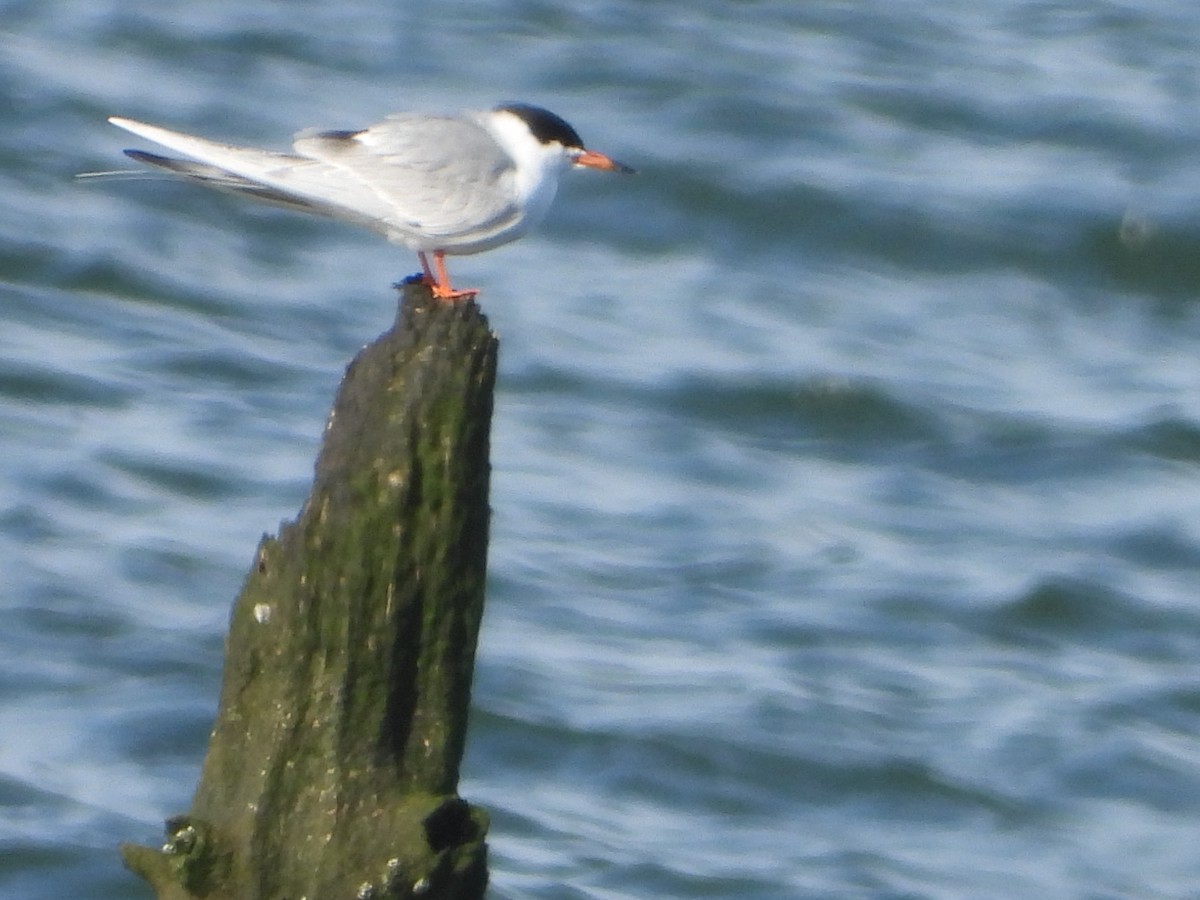 Forster's Tern - ML228297711