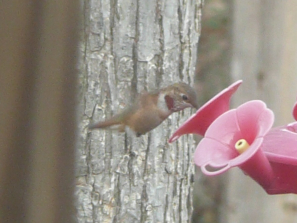 Rufous Hummingbird - Debra Fisher