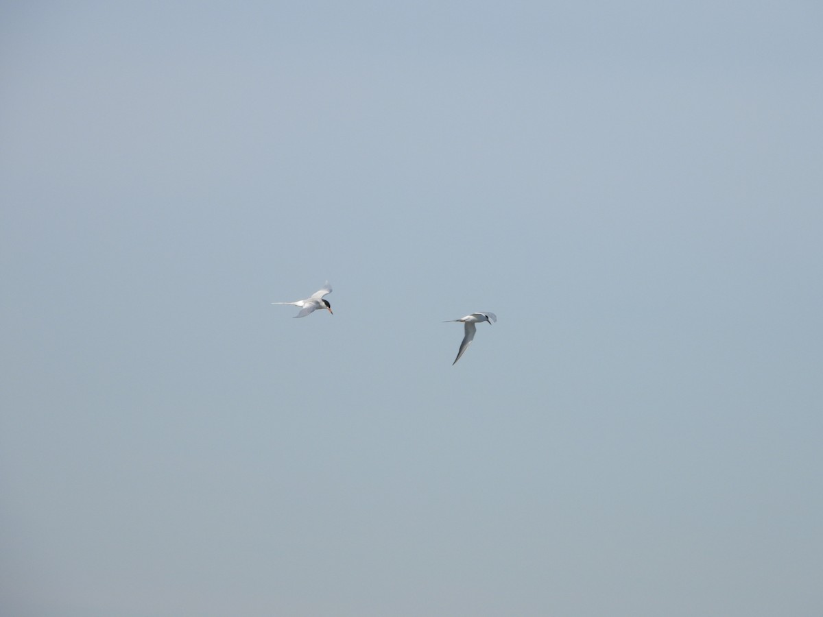 Forster's Tern - ML228297891