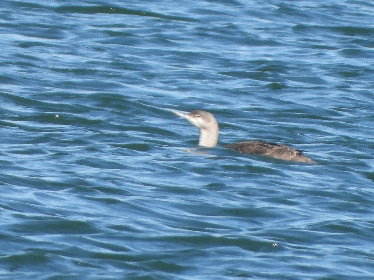 Red-throated Loon - ML228298031