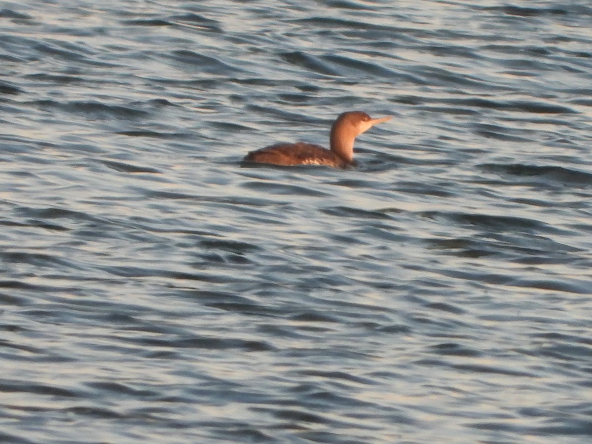 Red-throated Loon - ML228298261