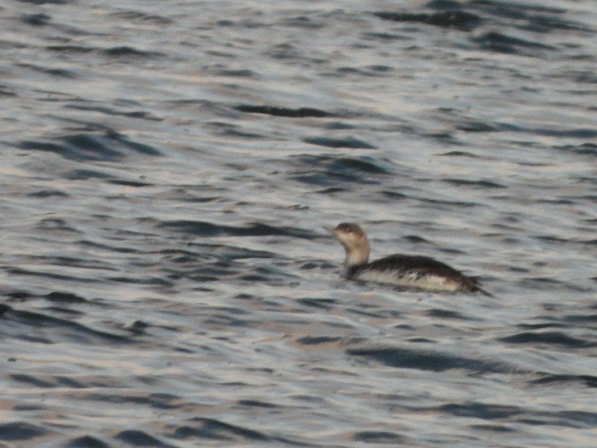 Red-throated Loon - ML228298411