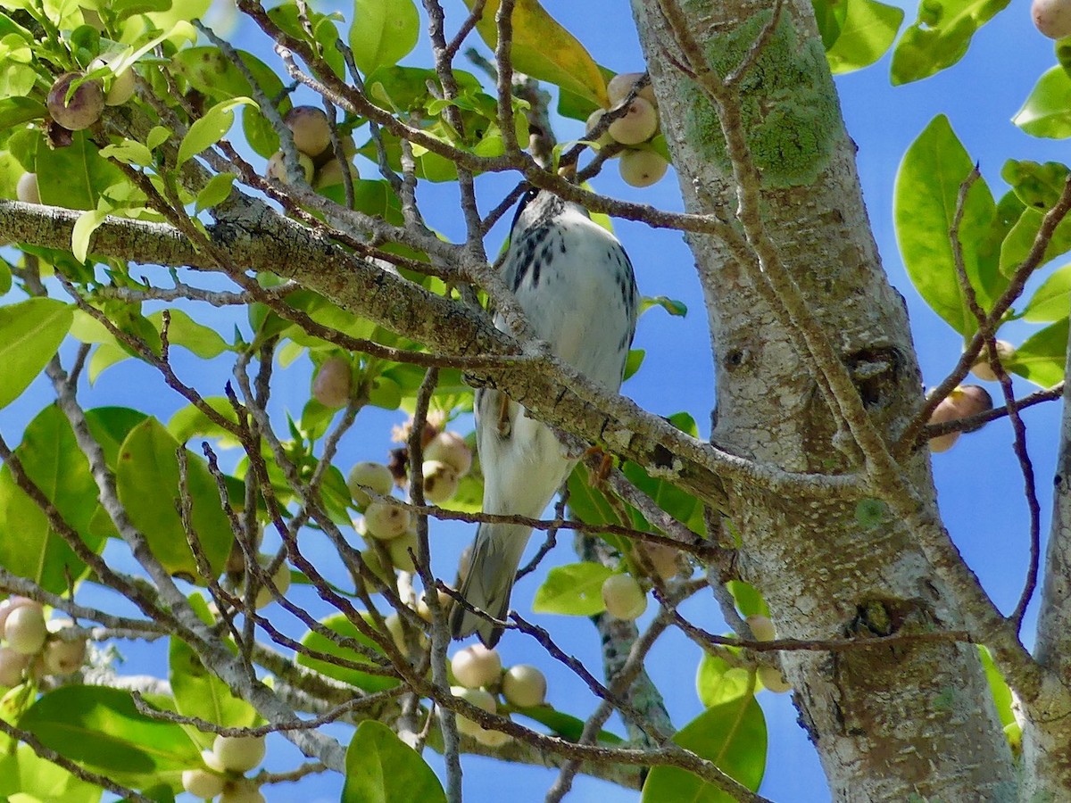 Blackpoll Warbler - ML228298541