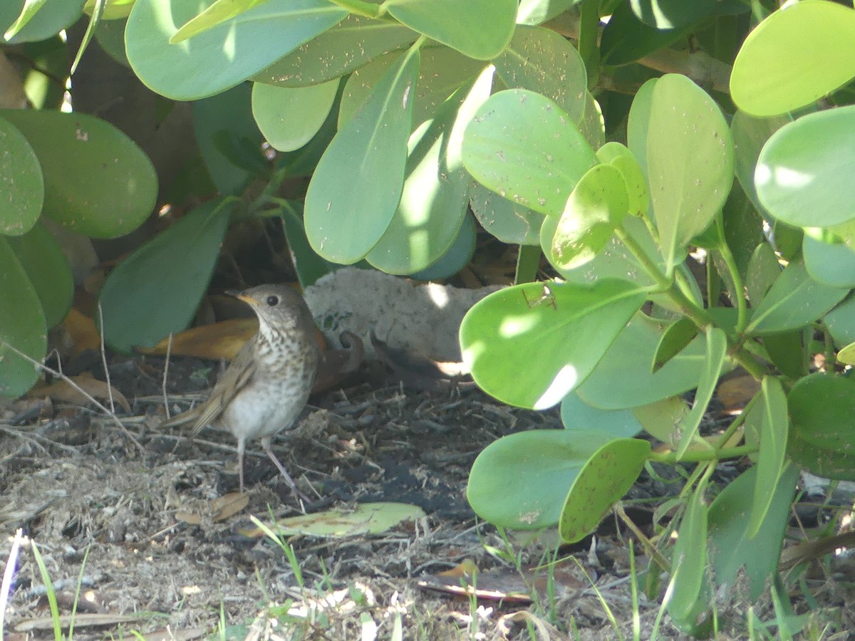 Gray-cheeked Thrush - ML228299031