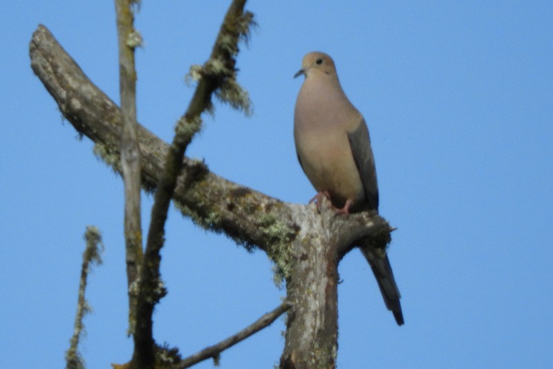 Mourning Dove - ML228299481