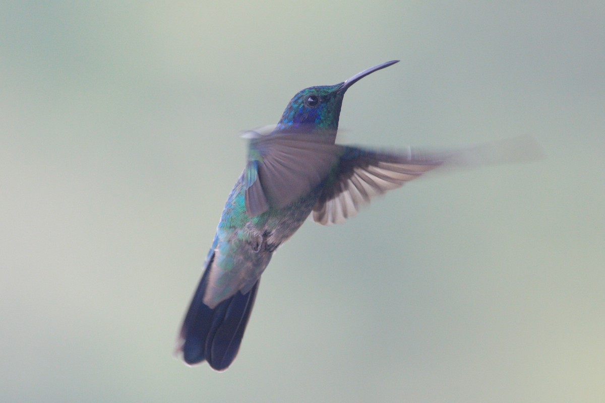 eBird Checklist - 7 Jul 2015 - PN Volcán Poás - 39 species (+1 other taxa)