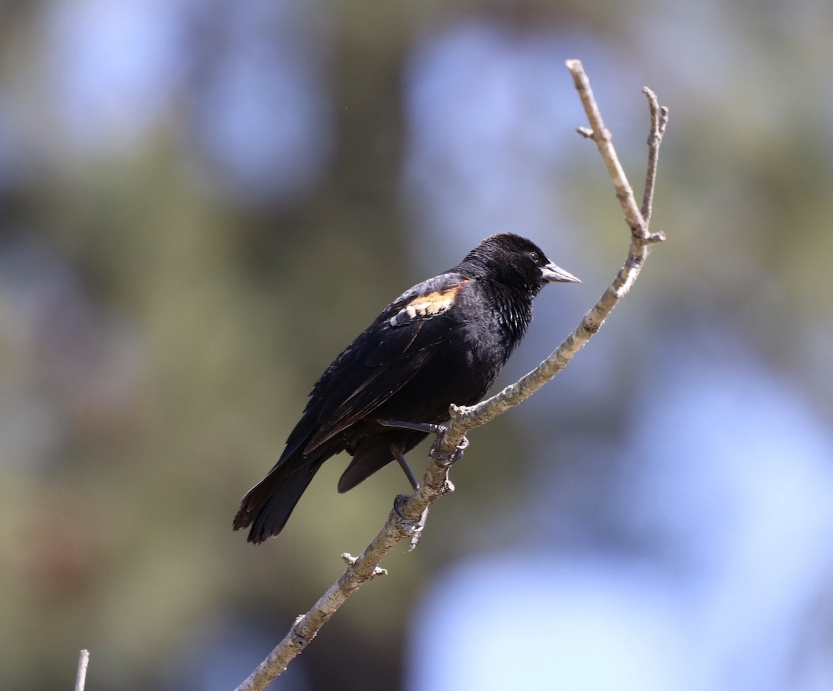 Red-winged Blackbird - ML228301561